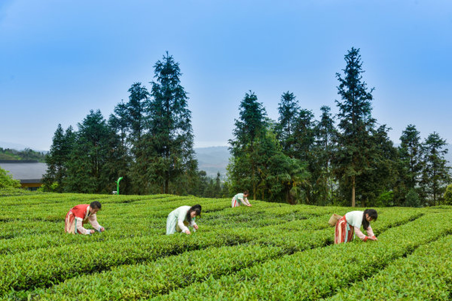 采茶比賽現場。