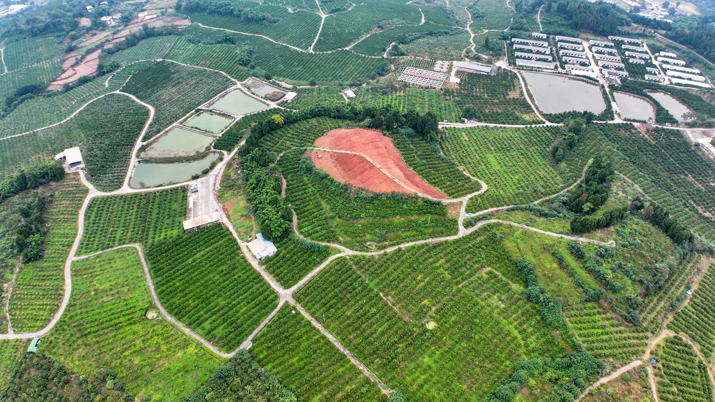 水利社區千畝柑橘基地。