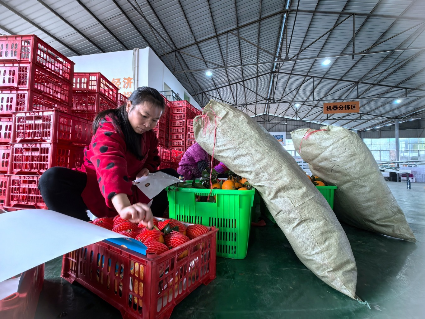 彭山區豐華社區柑橘分揀包裝廠，工人正在分裝柑橘，這些柑橘將銷售到全國各地。.jpg