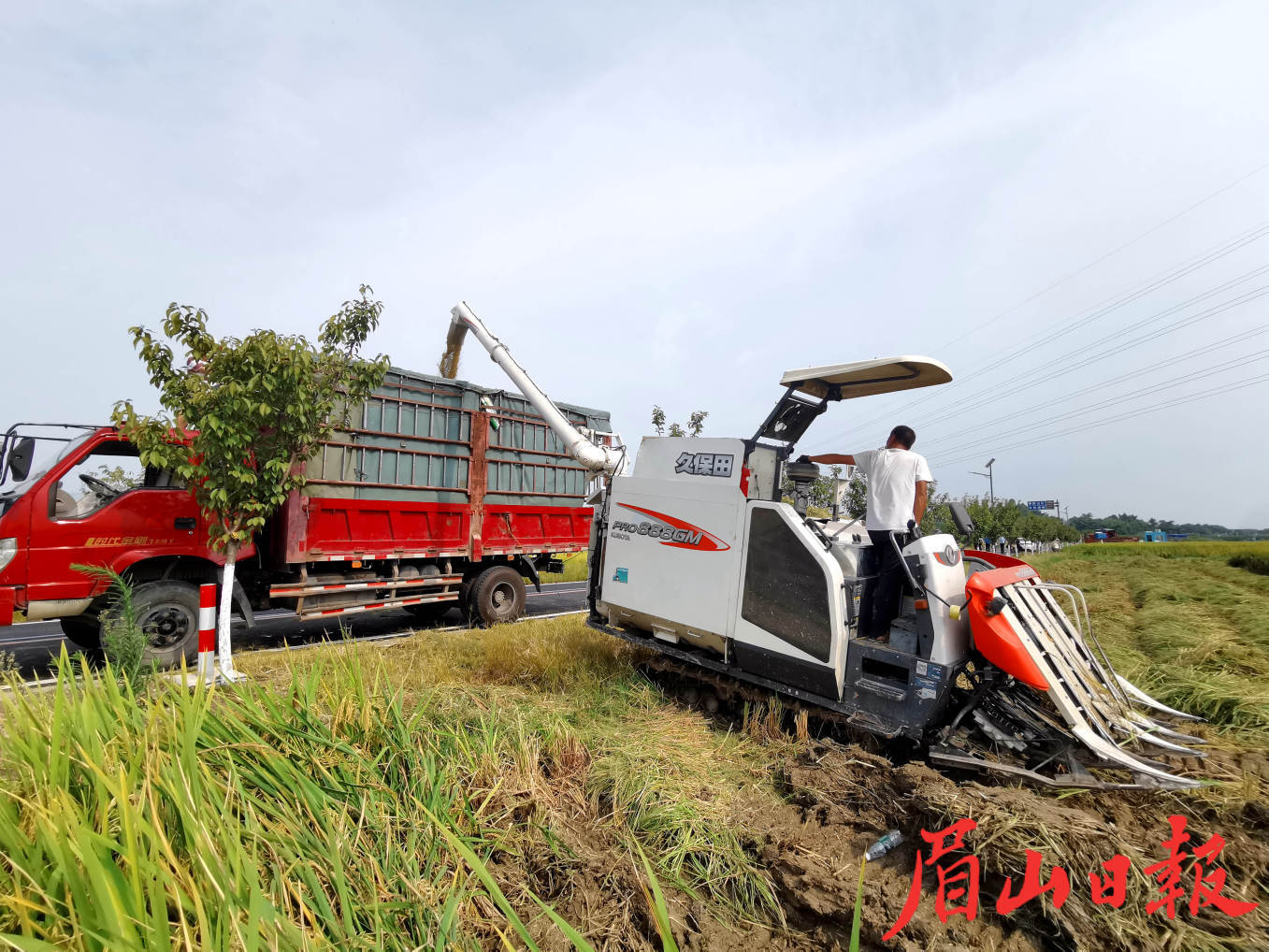 豐收稻谷裝入貨車