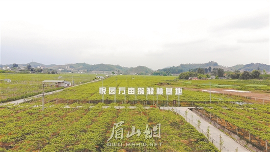 悅園村萬(wàn)畝獼猴桃基地。.jpg
