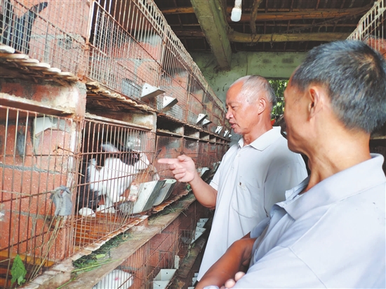 邱成山（左）向村民講解養兔技術。.jpg